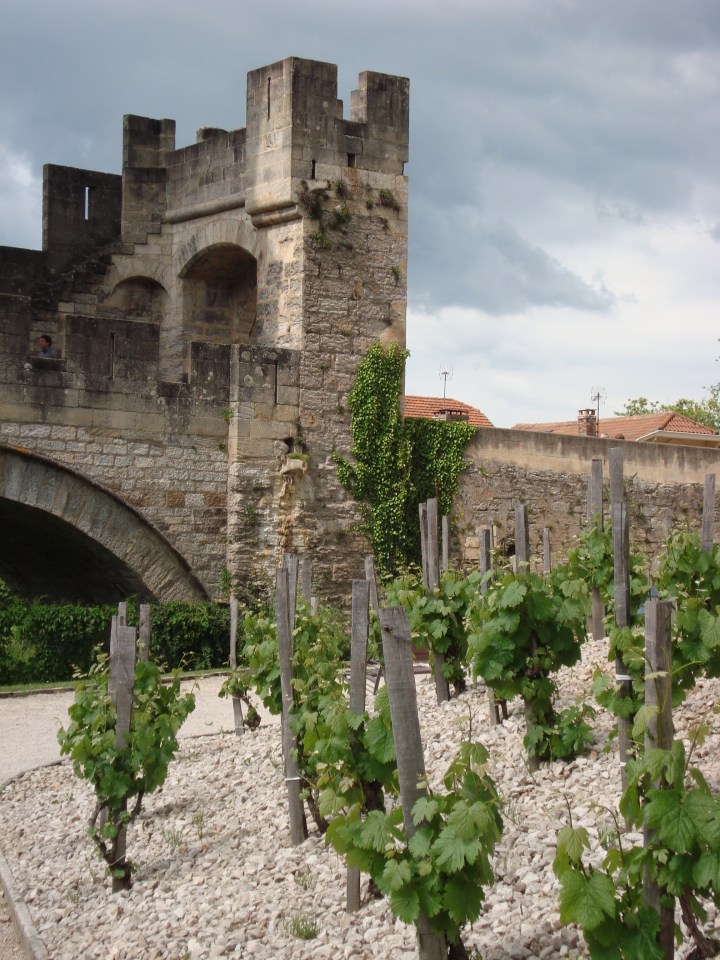 Viñas a la vera del río Lot y al costado del Pont Valentré