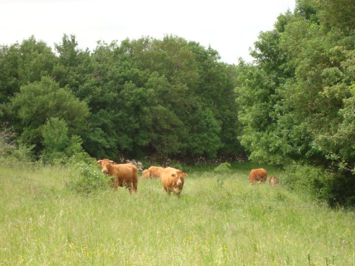 Vacas en el patio trasero