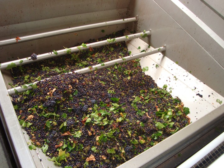 Primer paso: estrujado y despalillado para separar mosto y hollejos.